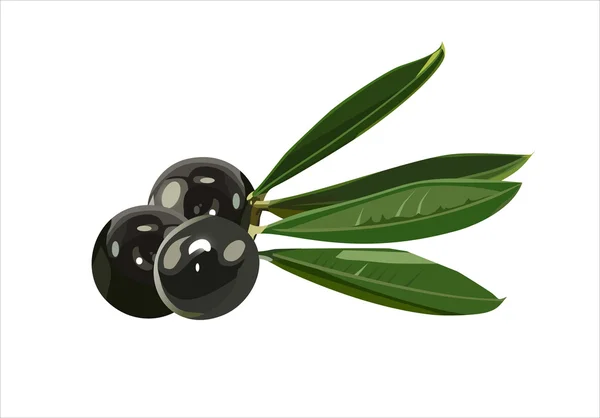 Una rama de olivo con tres aceitunas premium y hojas aisladas en una ba blanca — Vector de stock
