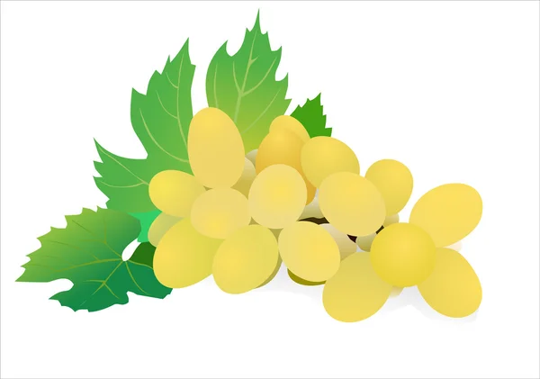 Frutti d'uva fresca con foglie verdi isolate su fondo bianco, vettore — Vettoriale Stock