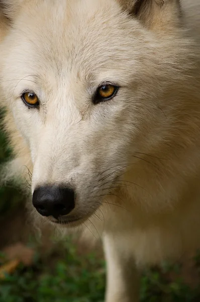 Белый волк — стоковое фото