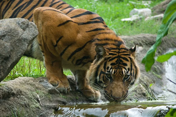 Pitnej Tygrys — Zdjęcie stockowe
