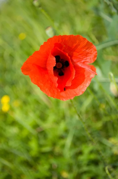 stock image Red Poppy