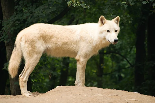 White wolf Stock Picture