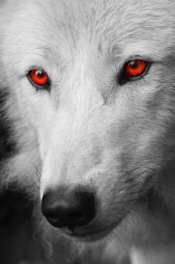 White wolf clipart