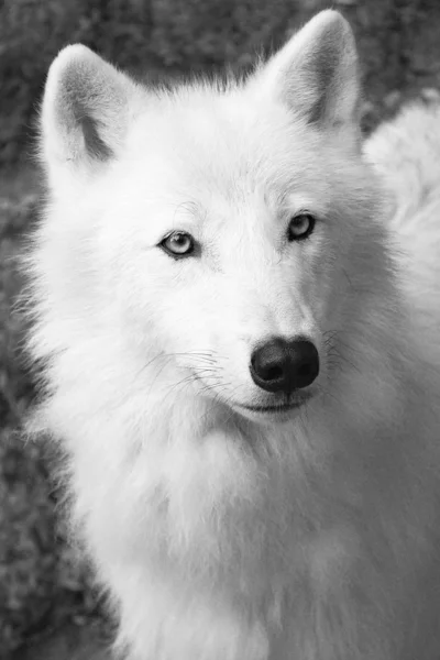 सफेद भेड़िया — स्टॉक फ़ोटो, इमेज