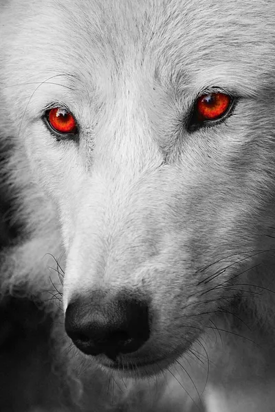 Loup Blanc Images Libres De Droit Photos De Loup Blanc Depositphotos