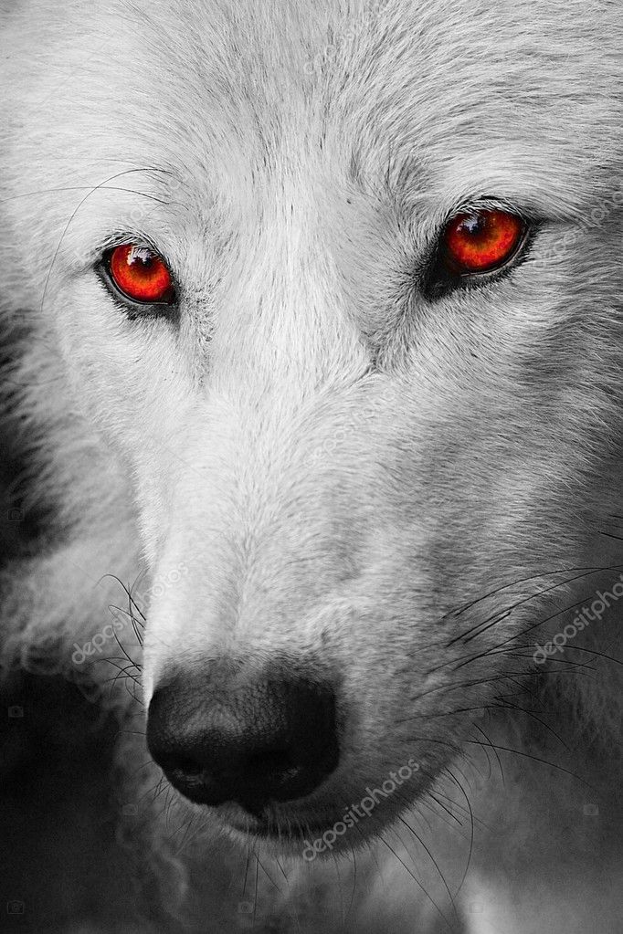 White Wolf Stock Photo Image By C Jures
