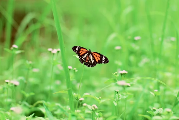 Бабочка на поле — стоковое фото