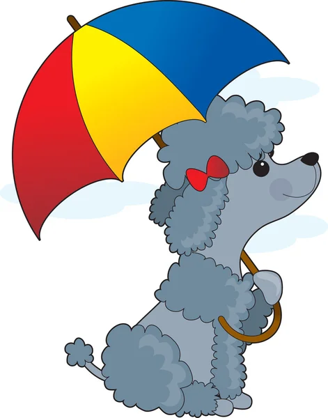 Poodle in Rain — Stock Vector