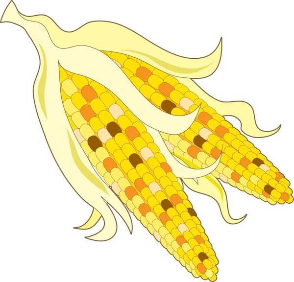 Indischer Mais — Stockvektor