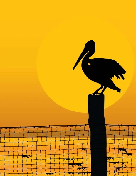 Por do sol pelicano — Vetor de Stock