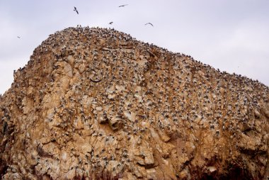 Islas ballestas, Peru