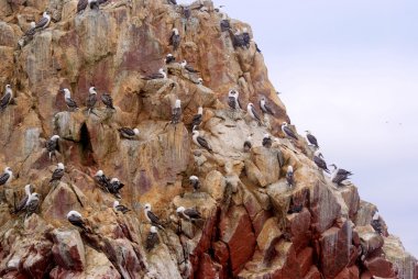 Islas ballestas, Peru