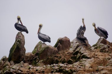 Islas ballestas, Peru