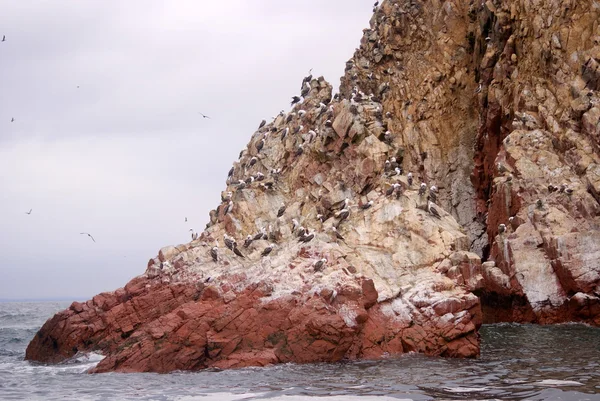 Islas ballestas, Peru — Stock fotografie