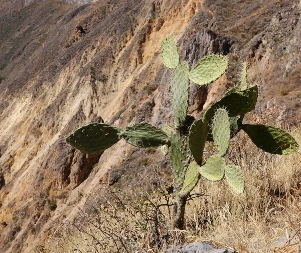 stock image Cactus