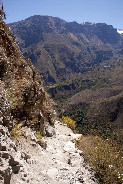 Colca canion, Peru állam — Stock Fotó