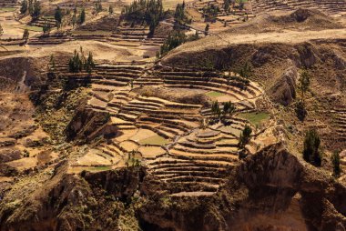 alanları colca canion, peru