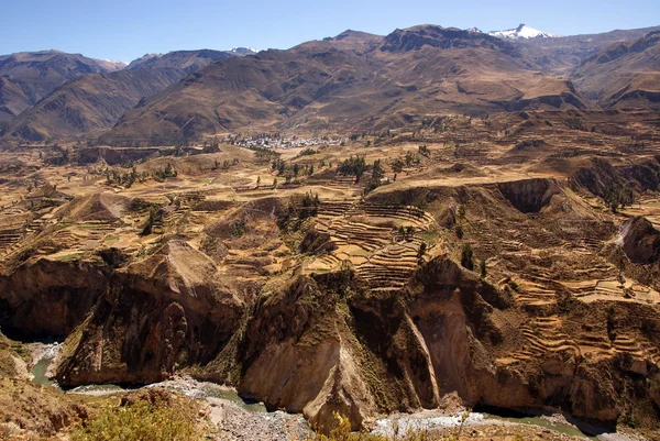 Fält i colca canion, peruπεδία στο colca canion, Περού — Φωτογραφία Αρχείου