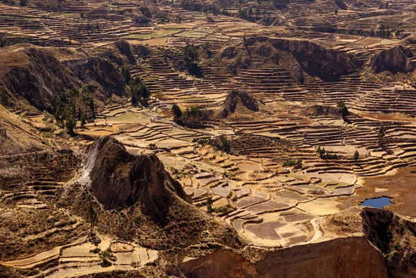 Colca canion，秘鲁中的字段 — 图库照片