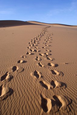 Gobi Çölü Moğolistan