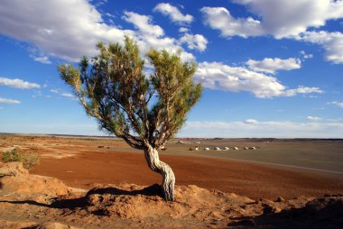 Tree, Gobi desert, Mongolia clipart