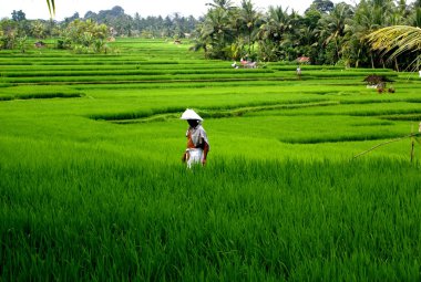 alanlar, bali, Endonezya pirinç