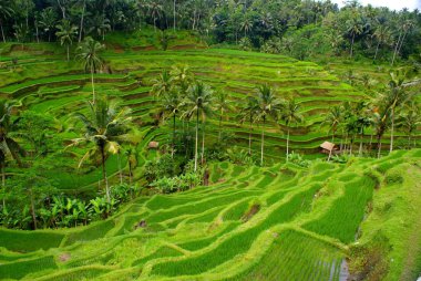 alanlar, bali, Endonezya pirinç