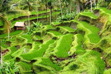 alanlar, bali, Endonezya pirinç