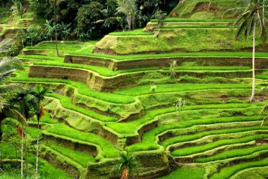 alanlar, bali, Endonezya pirinç