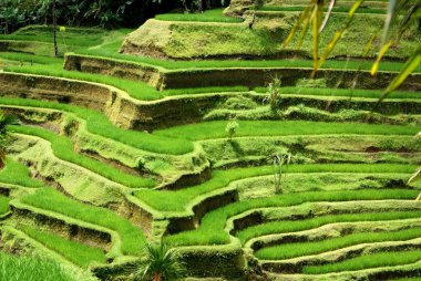 Rice fields, Bali, Indonesia clipart