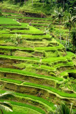 alanlar, bali, Endonezya pirinç