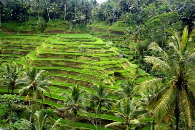 alanlar, bali, Endonezya pirinç