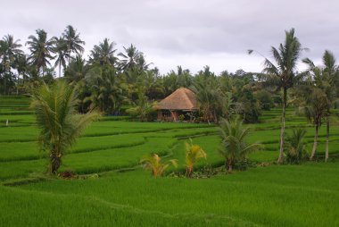 alanlar, bali, Endonezya pirinç