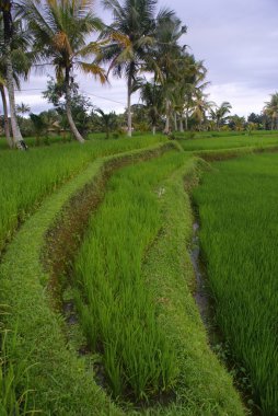 alanlar, bali, Endonezya pirinç