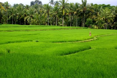 alanlar, bali, Endonezya pirinç