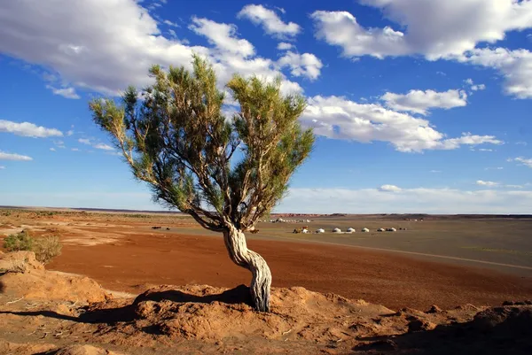 Træ, Gobi ørken, Mongoliet - Stock-foto