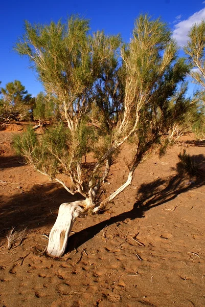 Tree, Gobi desert, Mongolia — Stock Photo, Image