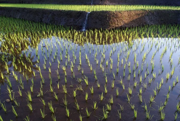 水稻字段，巴厘岛印度尼西亚 — 图库照片