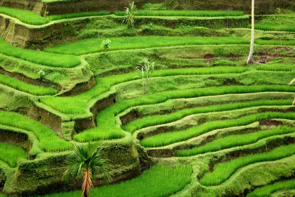 Ryżu pola, bali, Indonezja — Zdjęcie stockowe