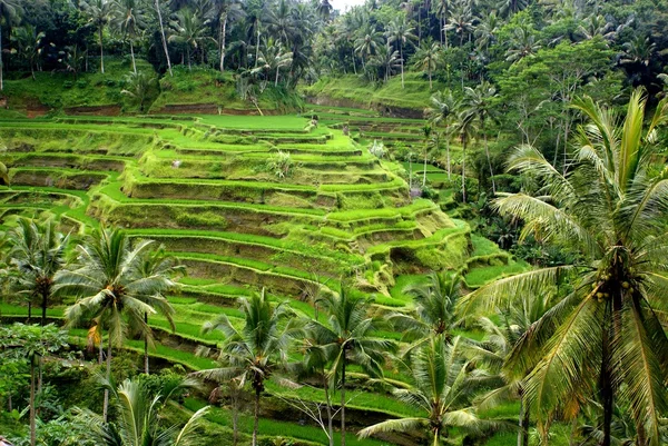 Reisfelder, Bali, Indonesien — Stockfoto