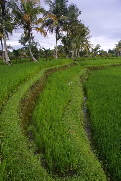 水稻字段，巴厘岛印度尼西亚 — 图库照片