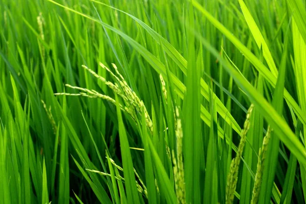 Rijst velden, bali, Indonesië — Stockfoto