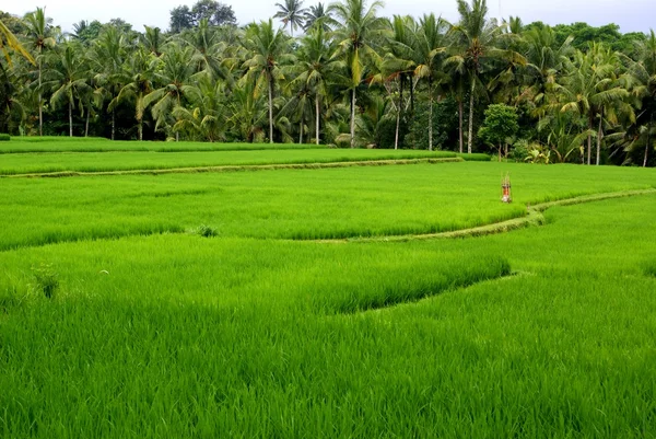 Rýžových polí, bali, Indonésie — Stock fotografie