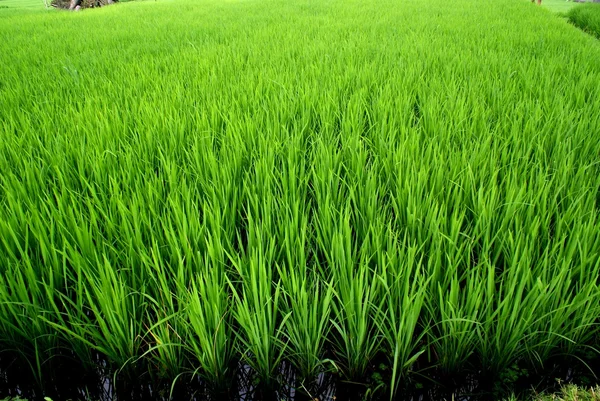 Campos de arroz, Bali, Indonesia — Foto de Stock