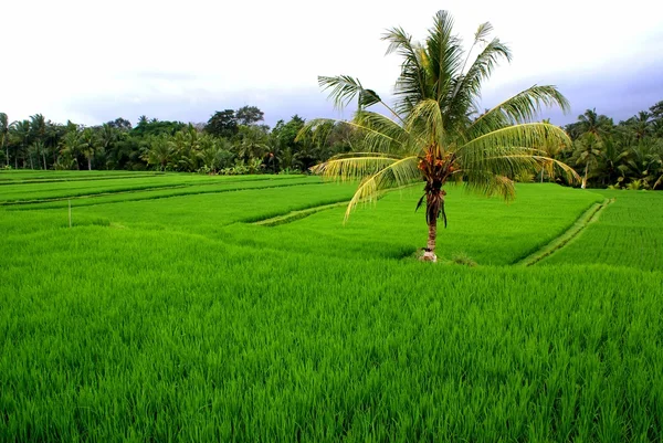 Rizs mezők, bali, Indonézia — Stock Fotó