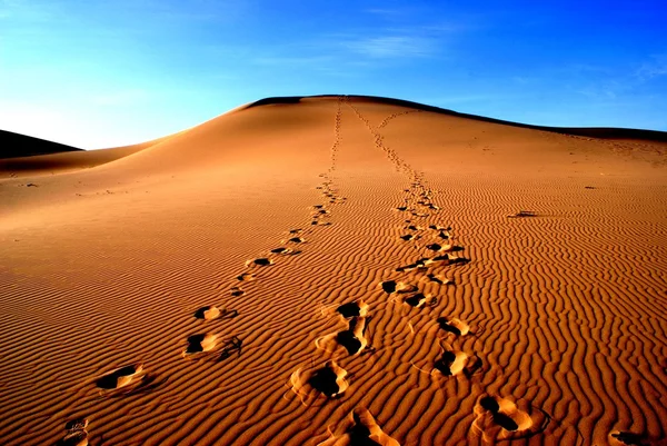 Пустелі Гобі, Монголії Стокова Картинка