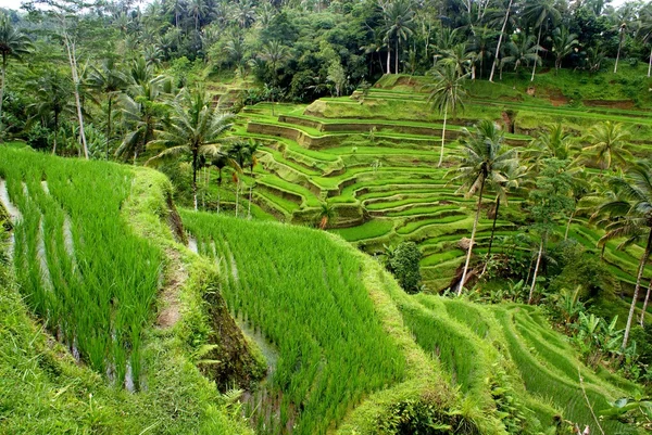 水稻字段，巴厘岛印度尼西亚 免版税图库照片