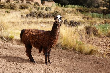 Isla del Sol, Titicaca Gölü, Bolivya