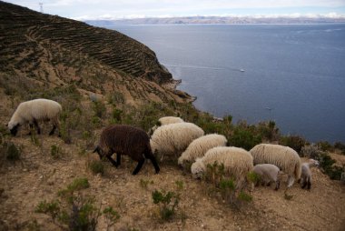 Isla del Sol, Titicaca Gölü, Bolivya