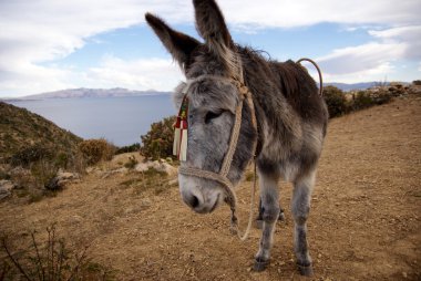 Isla del Sol, Titicaca Gölü, Bolivya